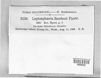 Leptosphaeria sambuci image